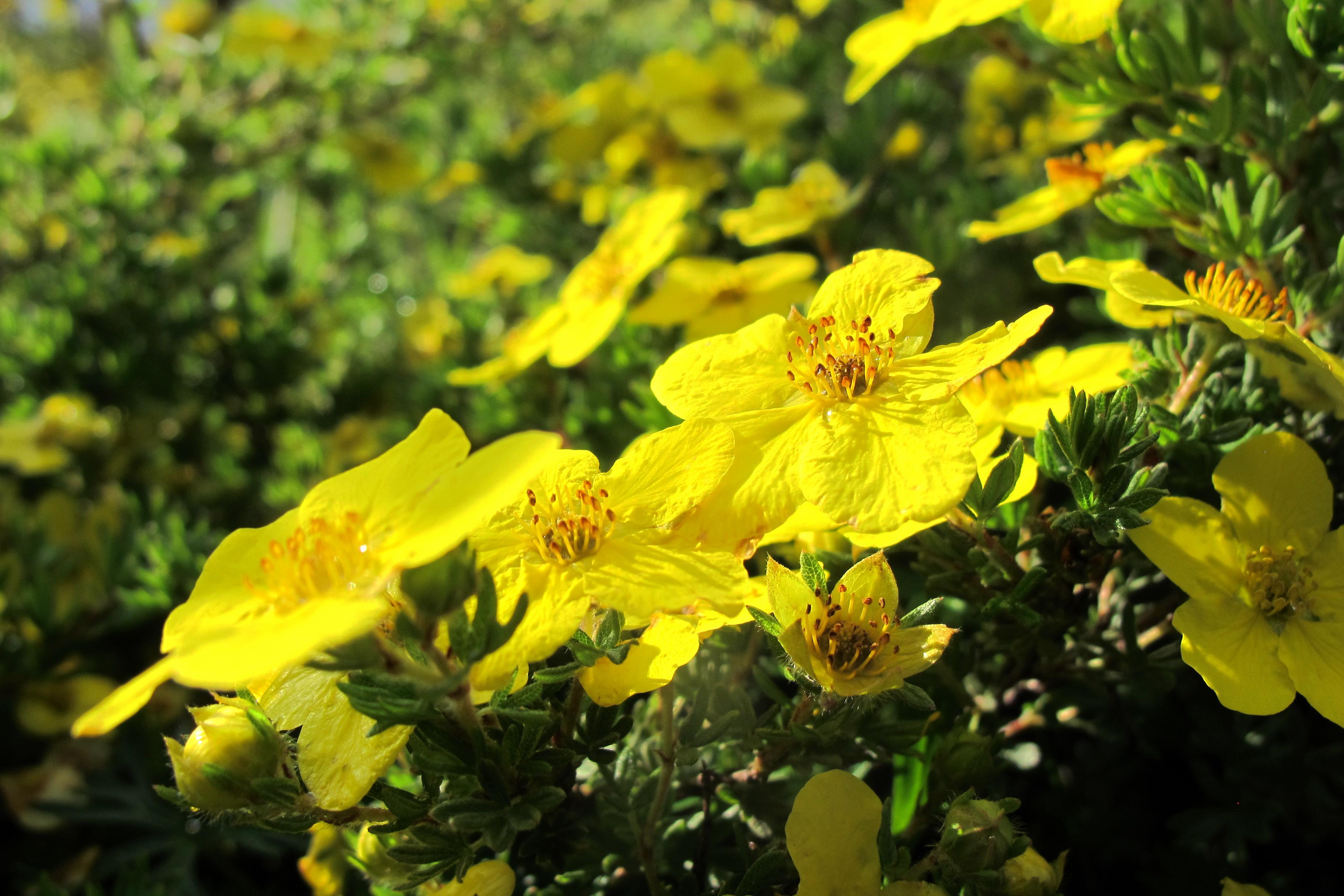 flag_redflag_redflag是什么意思