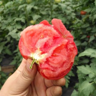 笔记本用过大番茄_笔记本用过大番茄会怎么样-图1