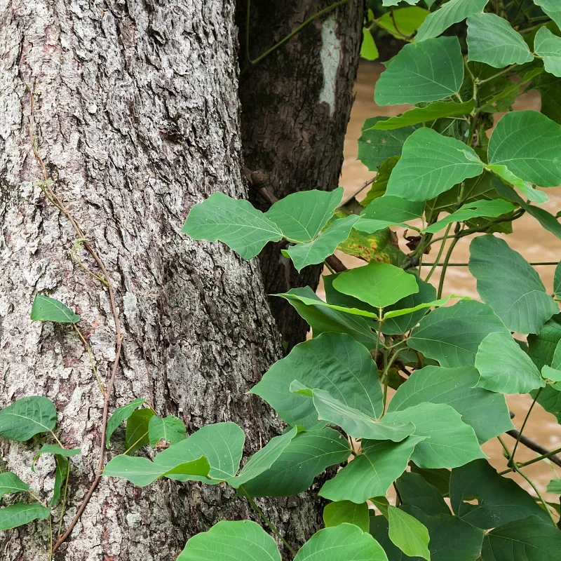 job32.exe_job32.exe_job32.exe