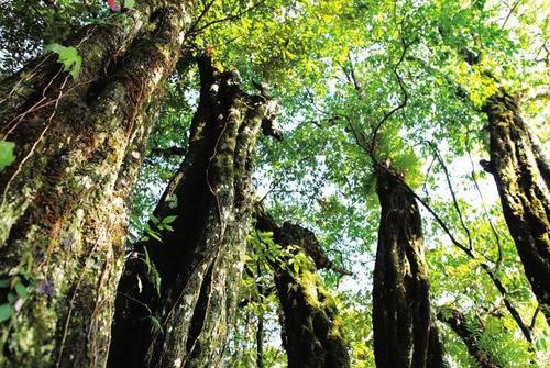 山东济南身份证号码和真实姓名_济南省份证号大全_山东省济南身份证号码