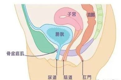 肛门失禁的护理_肛门失禁的案例_肛门失禁专科情况
