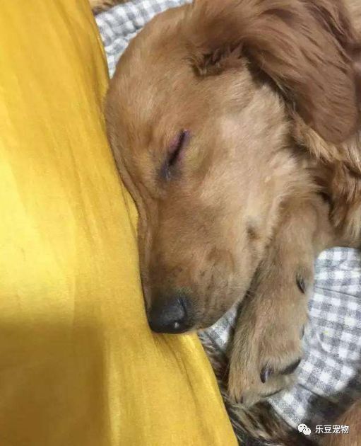 狗狗肛门失禁_狗狗肛门闭锁怎么办_狗狗肛门失禁症状