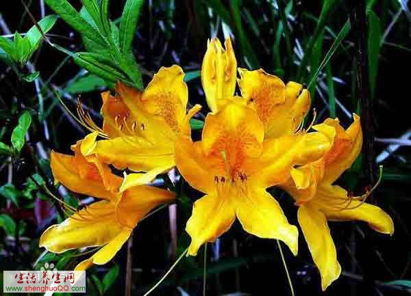 民间草药搜山虎_中药材搜山虎_中药收山虎的功效