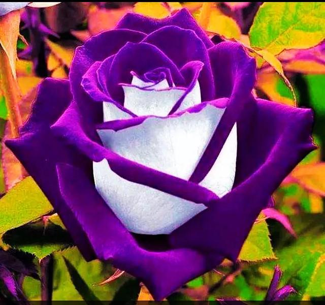 帝国cms主题_帝国cms默认模板_帝国cms模板文件放在哪里