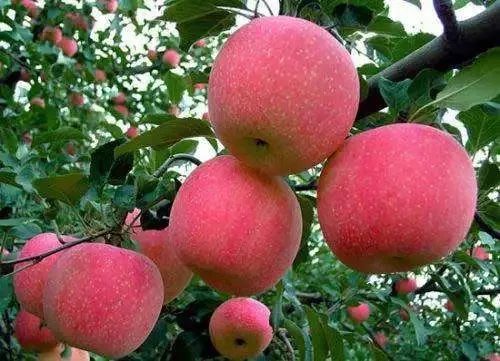 蔬菜能水果胃病吃吗_那些蔬菜水果对胃好_胃病能吃什么水果蔬菜