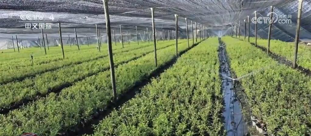 中国南方多地高温天气持续 各地多措并举确保粮食稳产