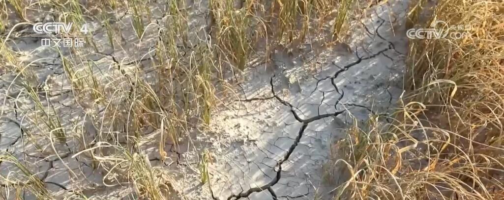 中国南方多地高温天气持续 各地多措并举确保粮食稳产