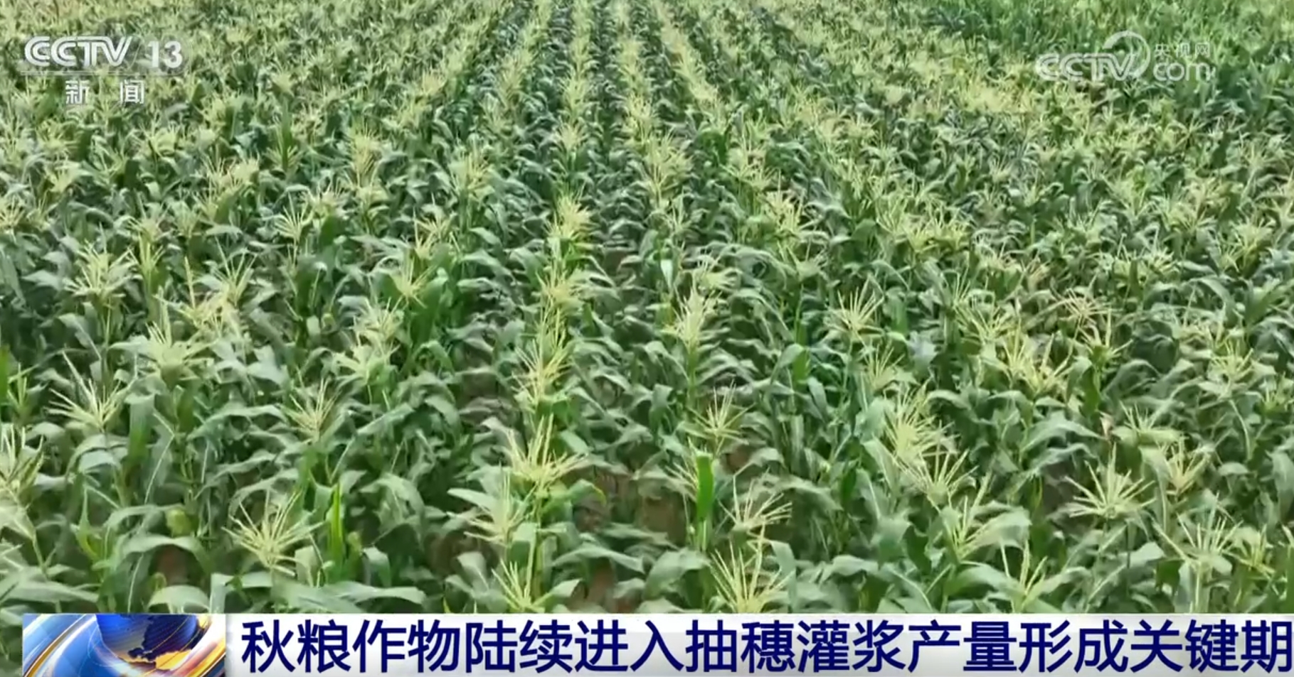我国秋粮面积稳中有增、长势总体正常 丰收在望