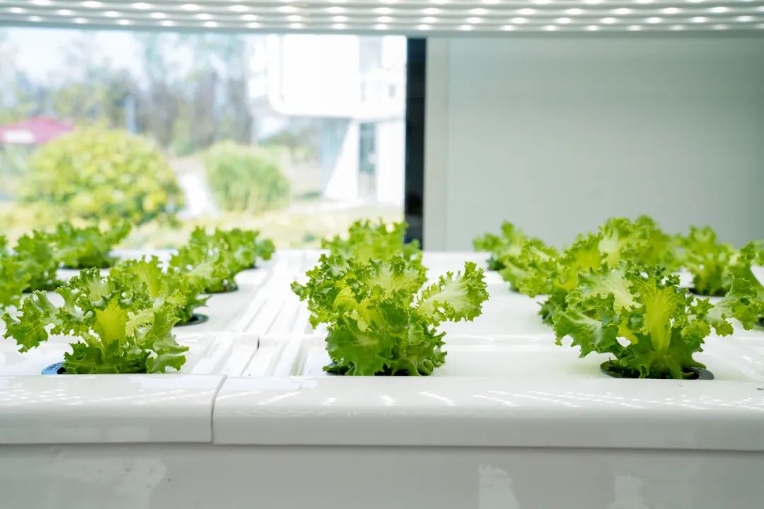 “多多农研科技大赛”新赛季：学院派、产业派携手求解植物工厂产业化难题