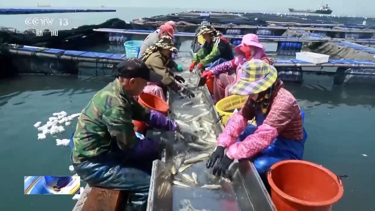 央视关注连江：海上春耕忙 2000万尾大黄鱼开始“分家”
