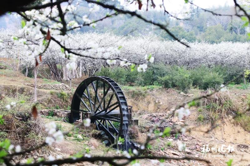永泰13万亩李花盛放 漫山“香雪海”赏花正当时