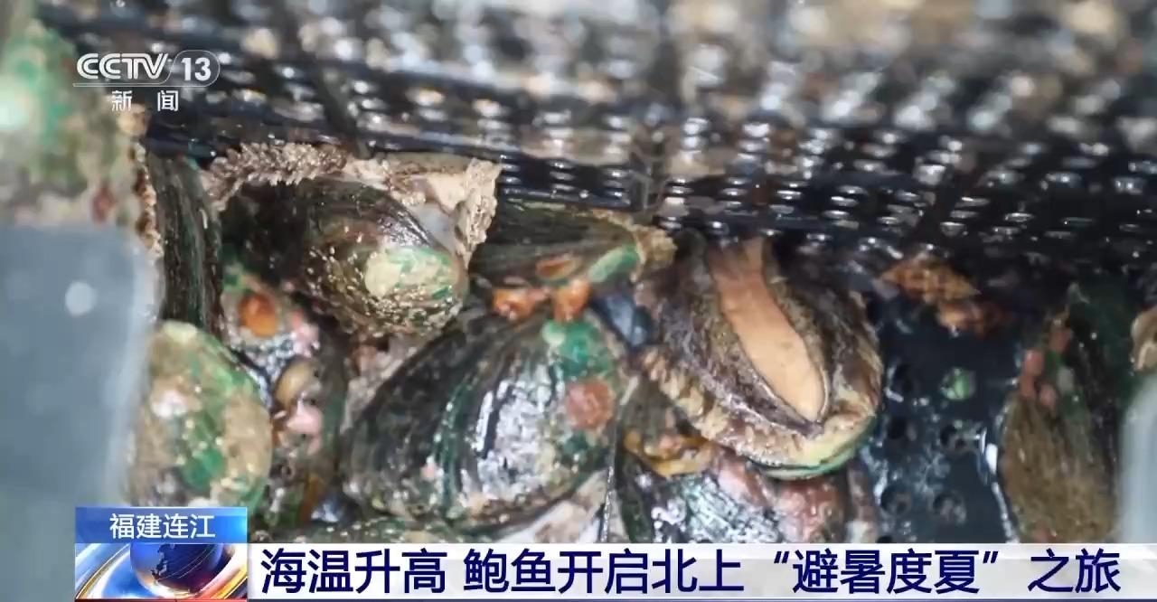 鲍鱼也怕热？连江2万吨鲍鱼开启北上“度夏”模式