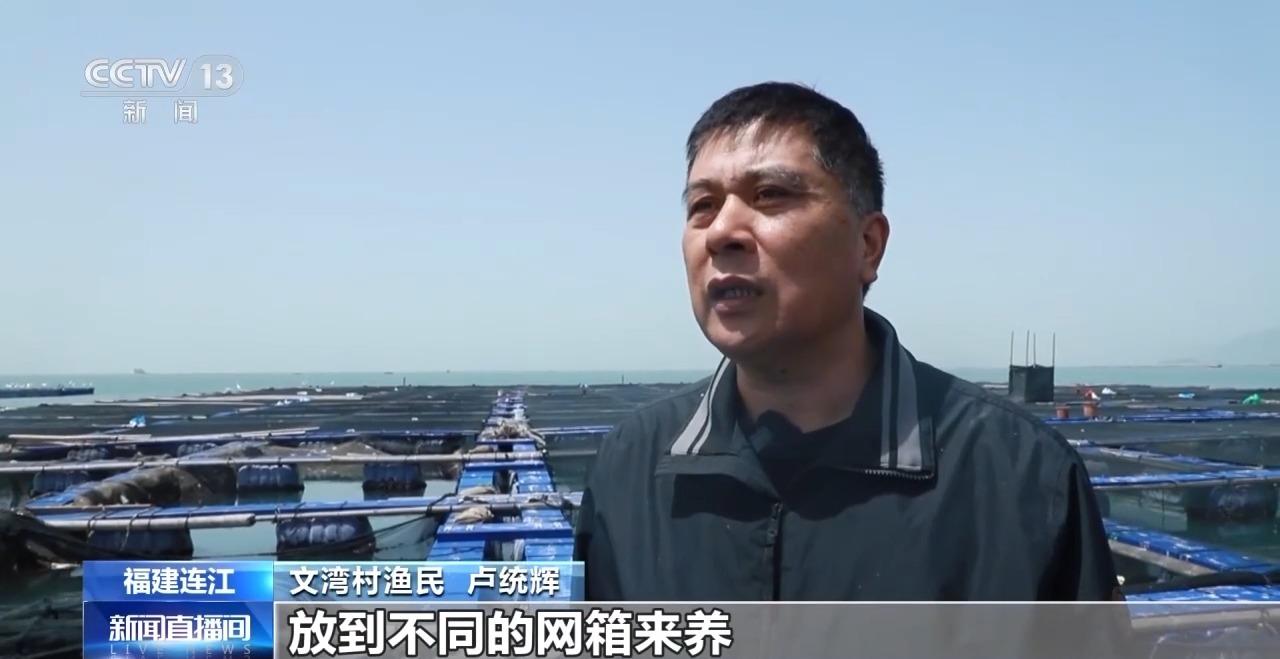 央视关注连江：海上春耕忙 2000万尾大黄鱼开始“分家”