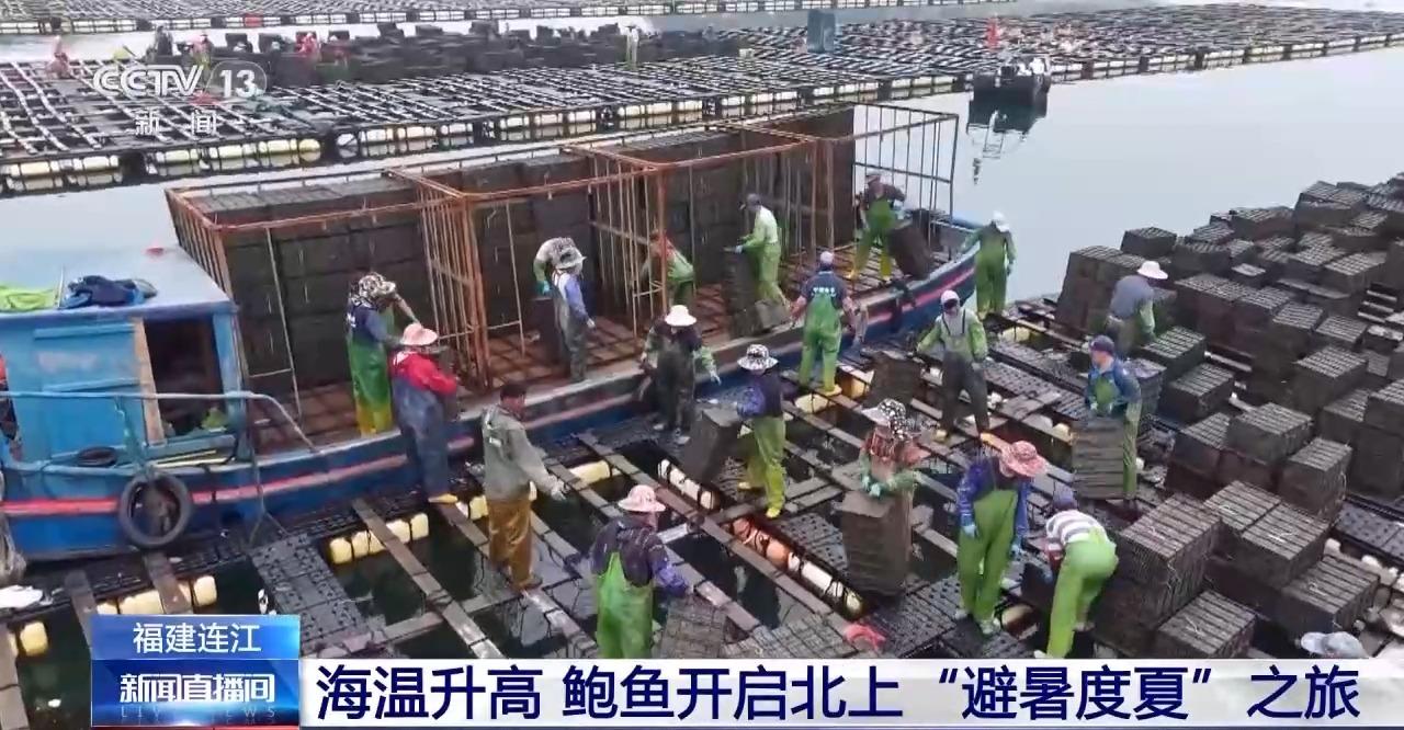 鲍鱼也怕热？连江2万吨鲍鱼开启北上“度夏”模式