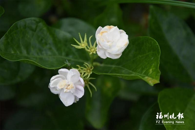 百亩茉莉开花 侯官古村飘香 百亩茉莉开花 侯官古村飘香