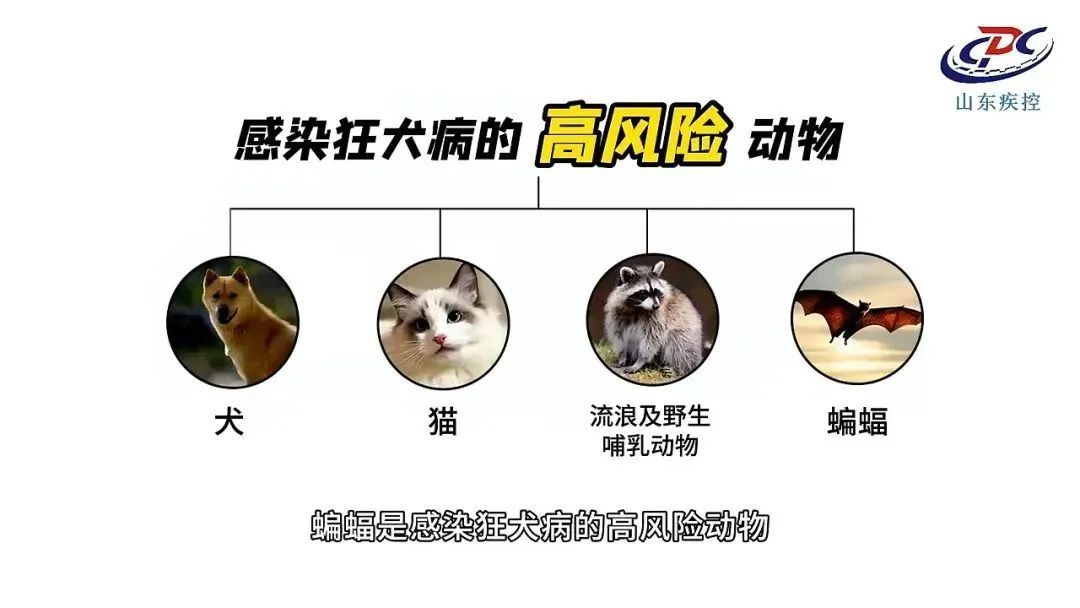 被狗咬未就医 3个月后发病去世