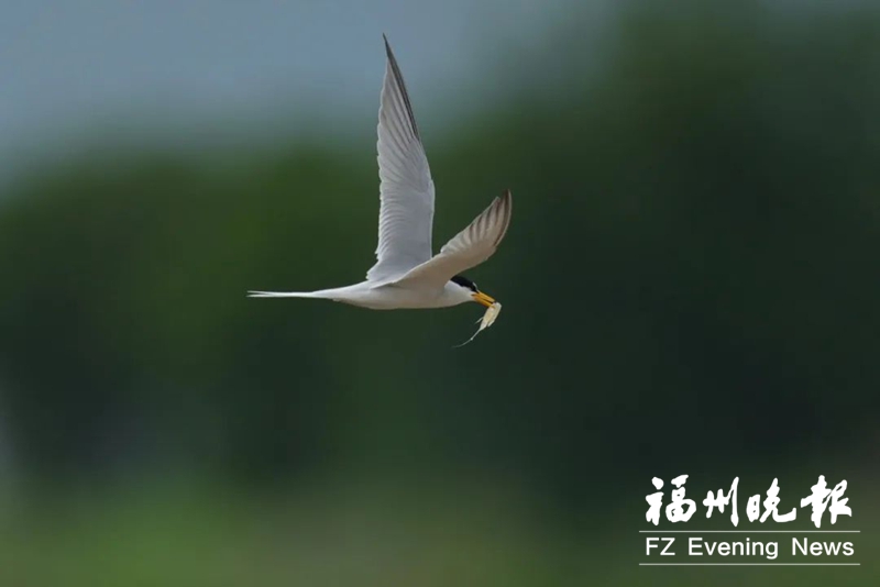 2024年闽江河口湿地“鸟口普查”结果揭晓
