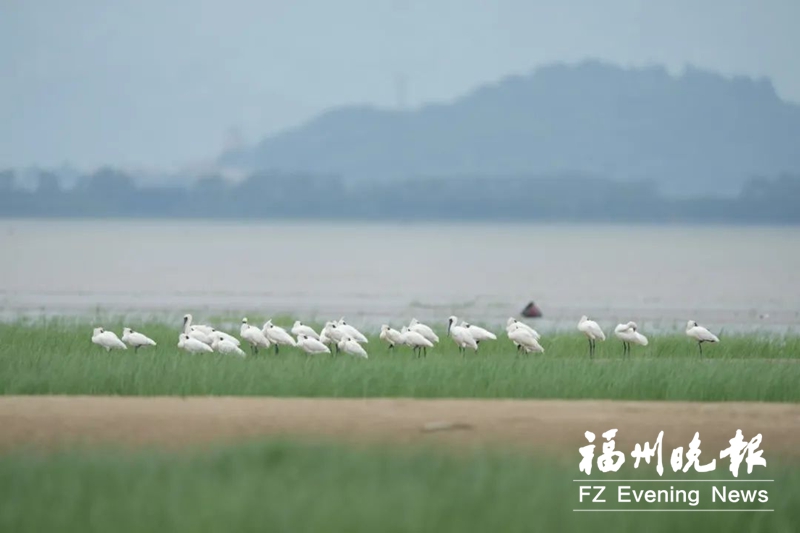 2024年闽江河口湿地“鸟口普查”结果揭晓