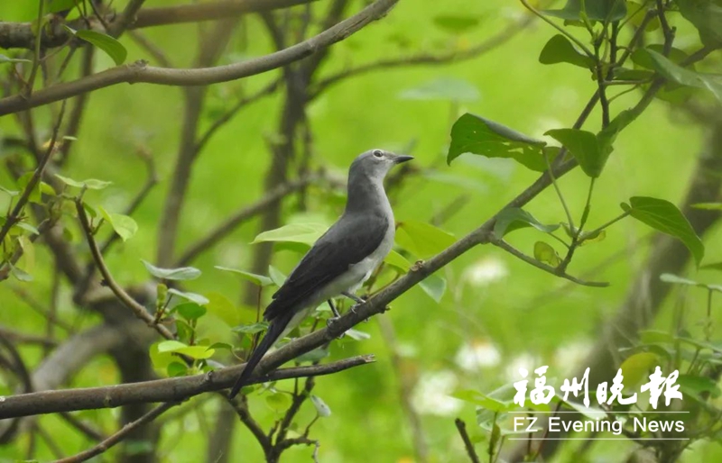2024年闽江河口湿地“鸟口普查”结果揭晓