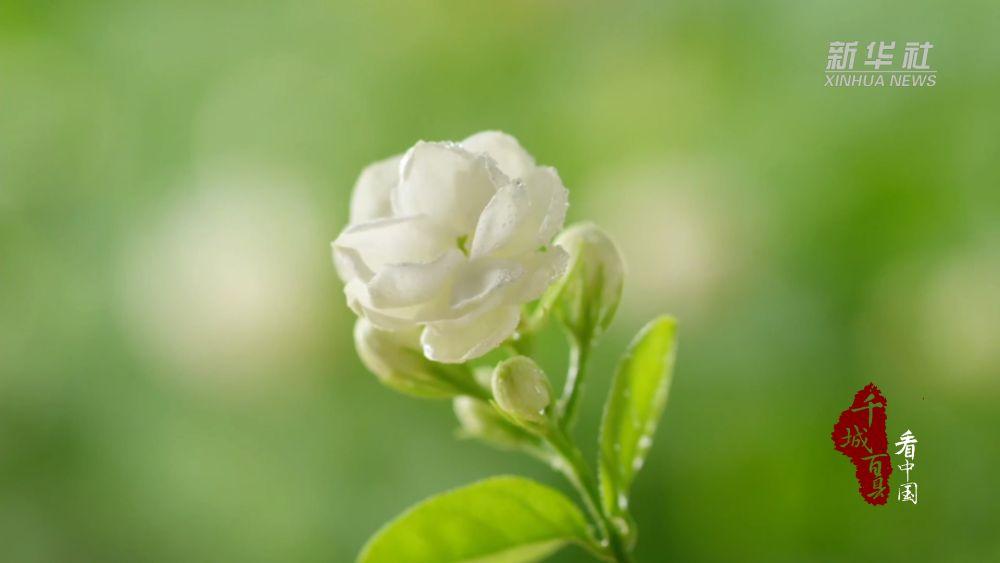 千城百县看中国｜福建福州：古法制茉莉花膏留住清香