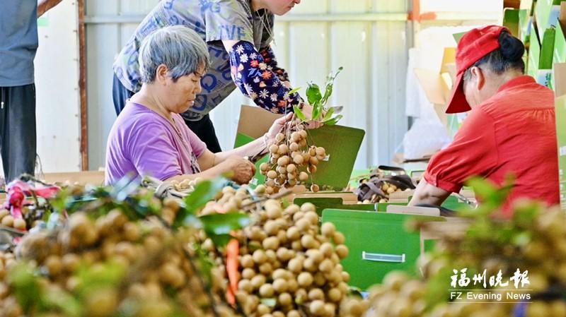福清2万亩龙眼甜蜜上市