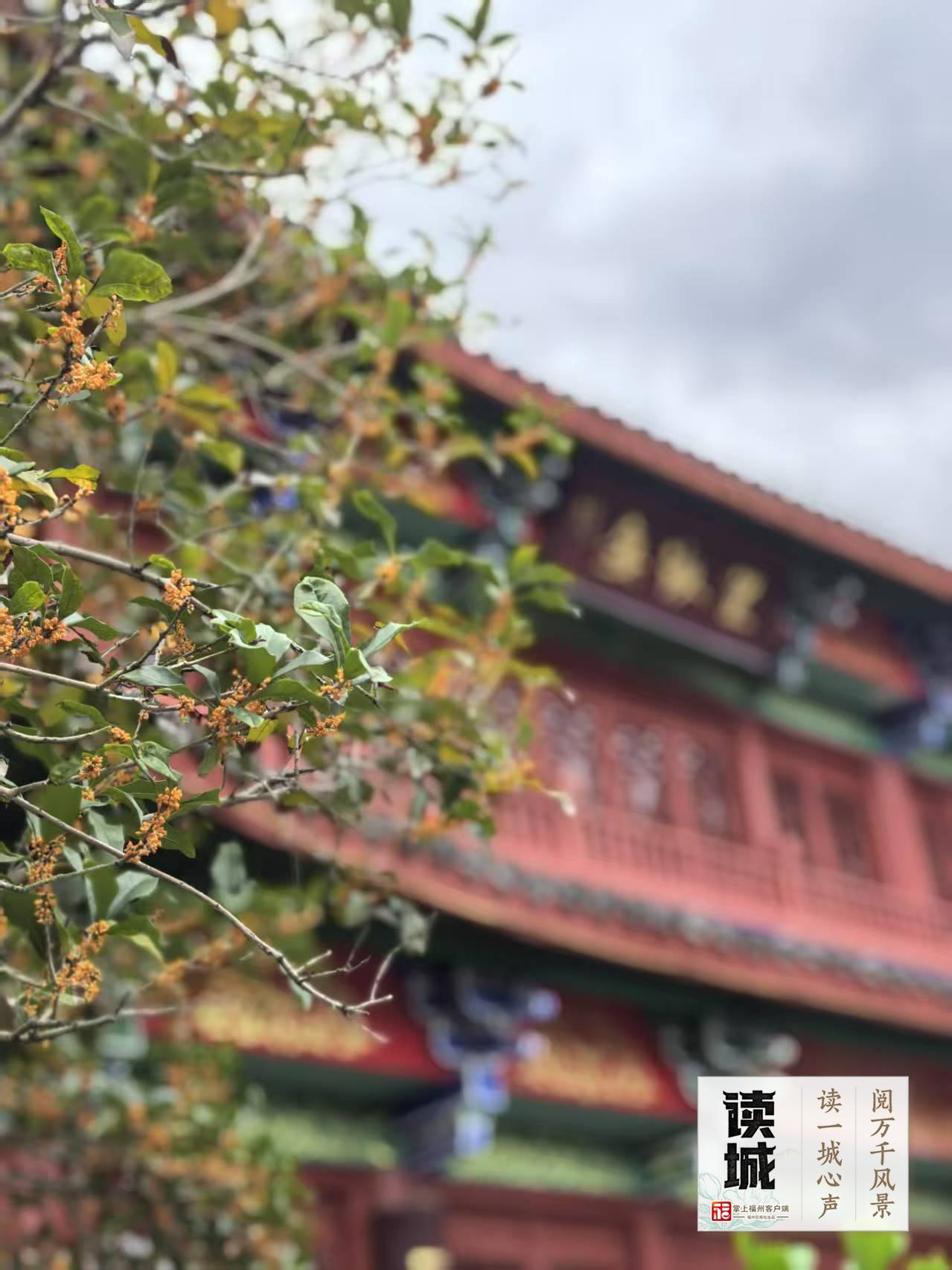 读城 | 久等了!福州秋日的第一缕桂香! 读城 | 久等了!福州秋日的第一缕桂香!