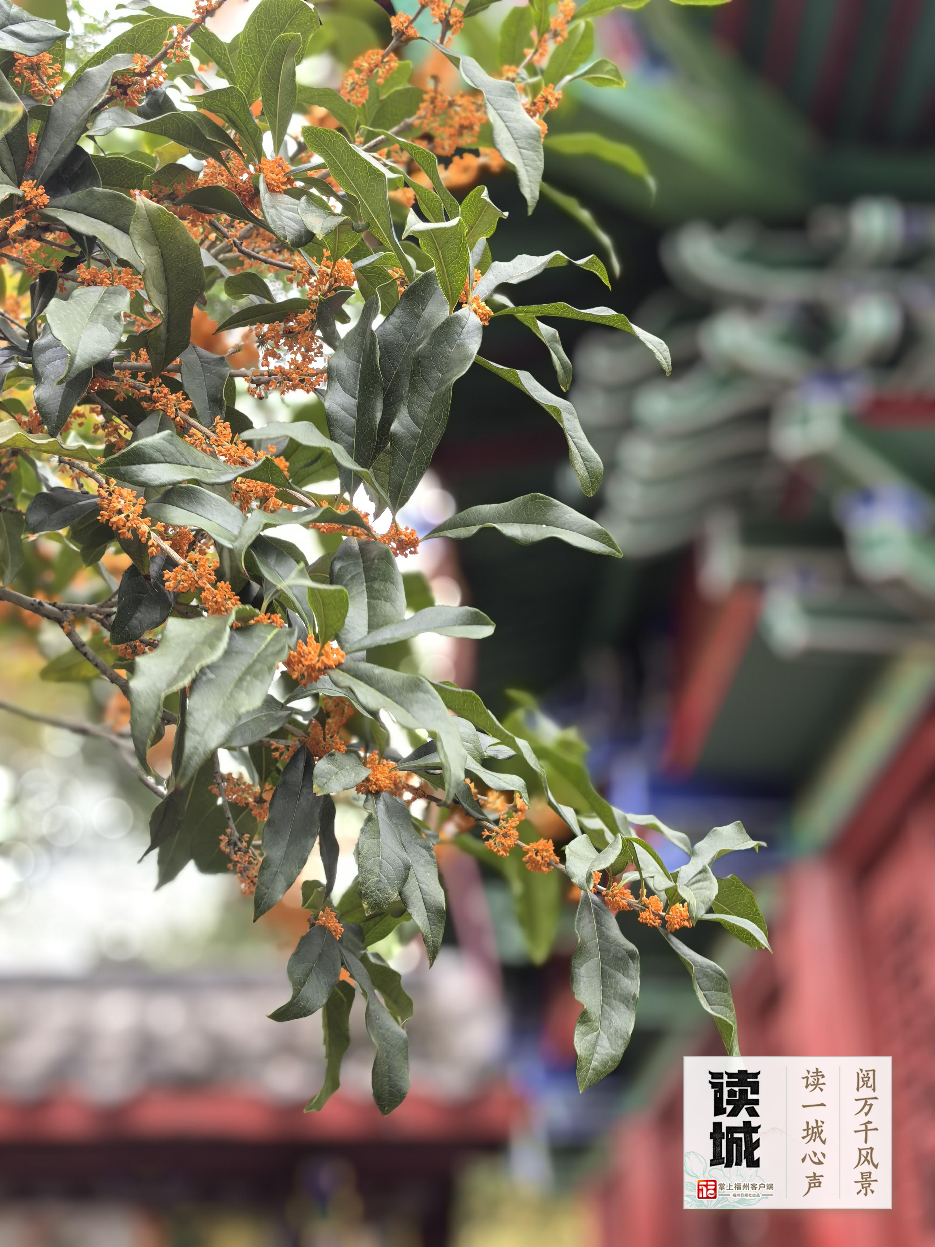 读城 | 久等了!福州秋日的第一缕桂香! 读城 | 久等了!福州秋日的第一缕桂香!