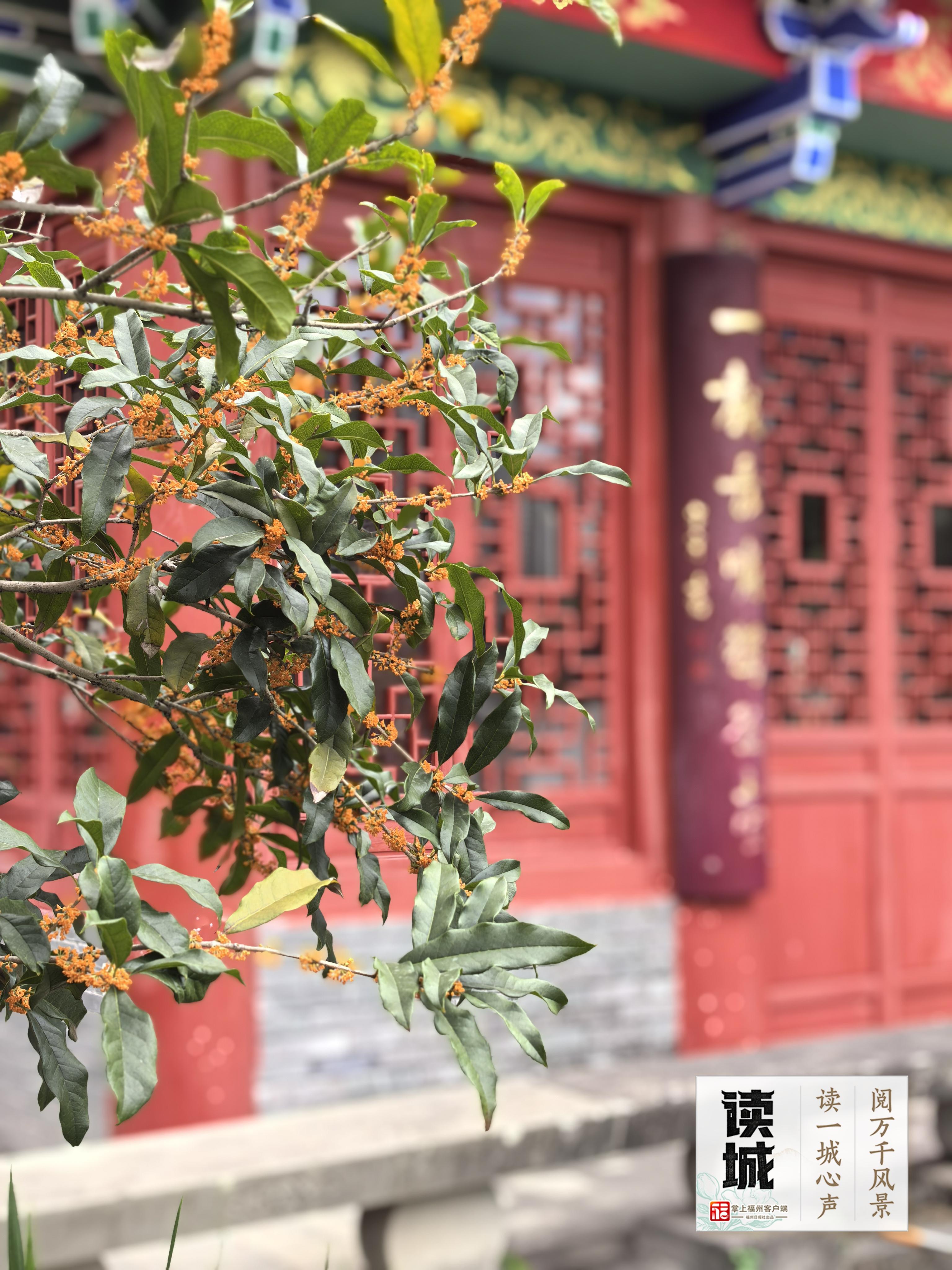 读城 | 久等了!福州秋日的第一缕桂香! 读城 | 久等了!福州秋日的第一缕桂香!