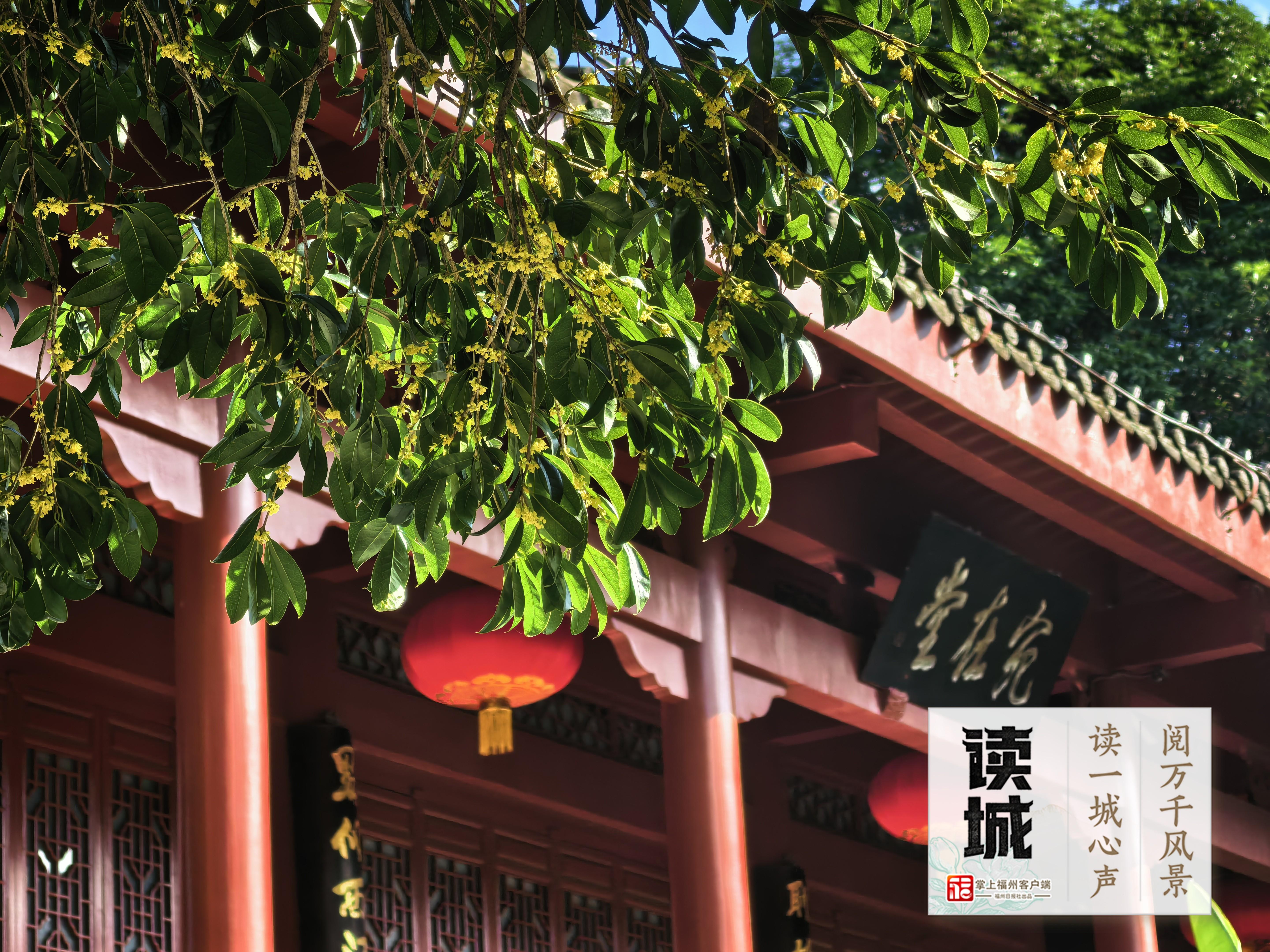 读城 | 久等了!福州秋日的第一缕桂香! 读城 | 久等了!福州秋日的第一缕桂香!