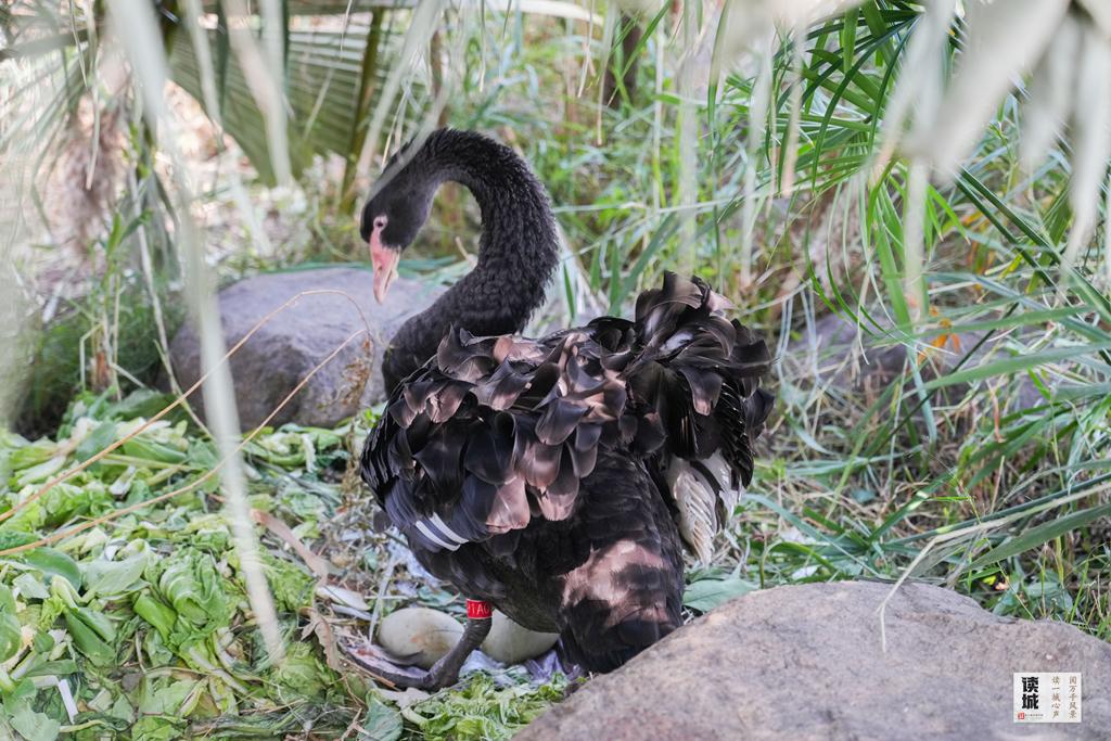读城｜鹅鹅鹅！福州公园“顶流家族”又将