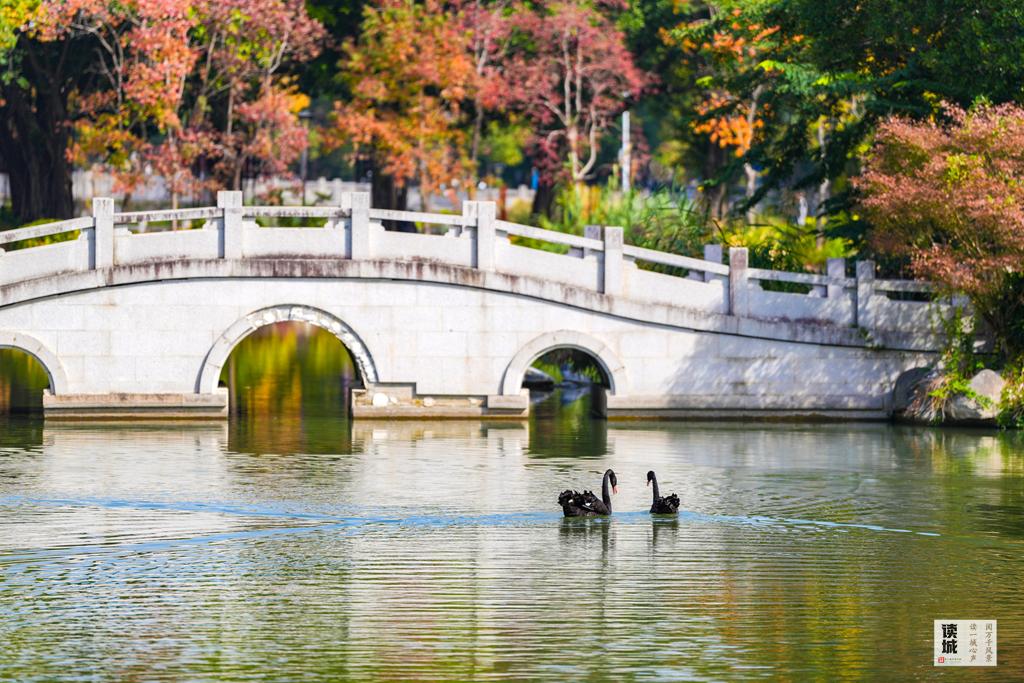 读城｜鹅鹅鹅！福州公园“顶流家族”又将