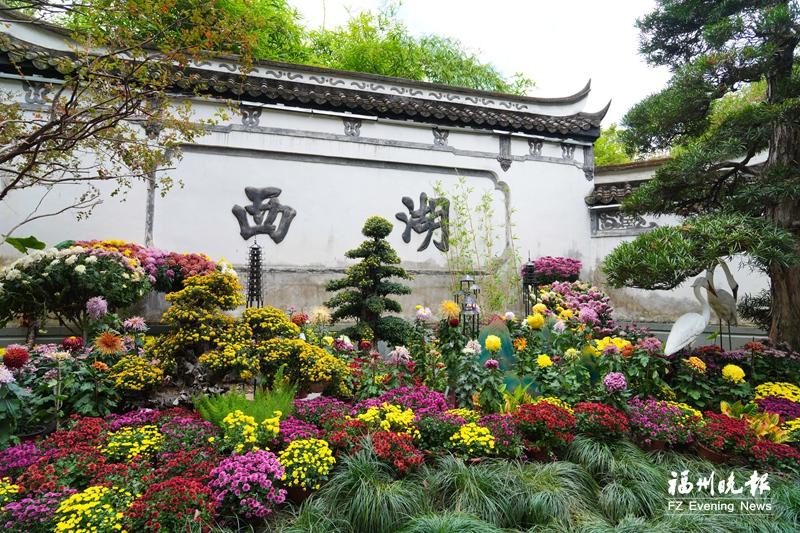 西湖菊展7日盛大启幕 万菊争妍醉秋光