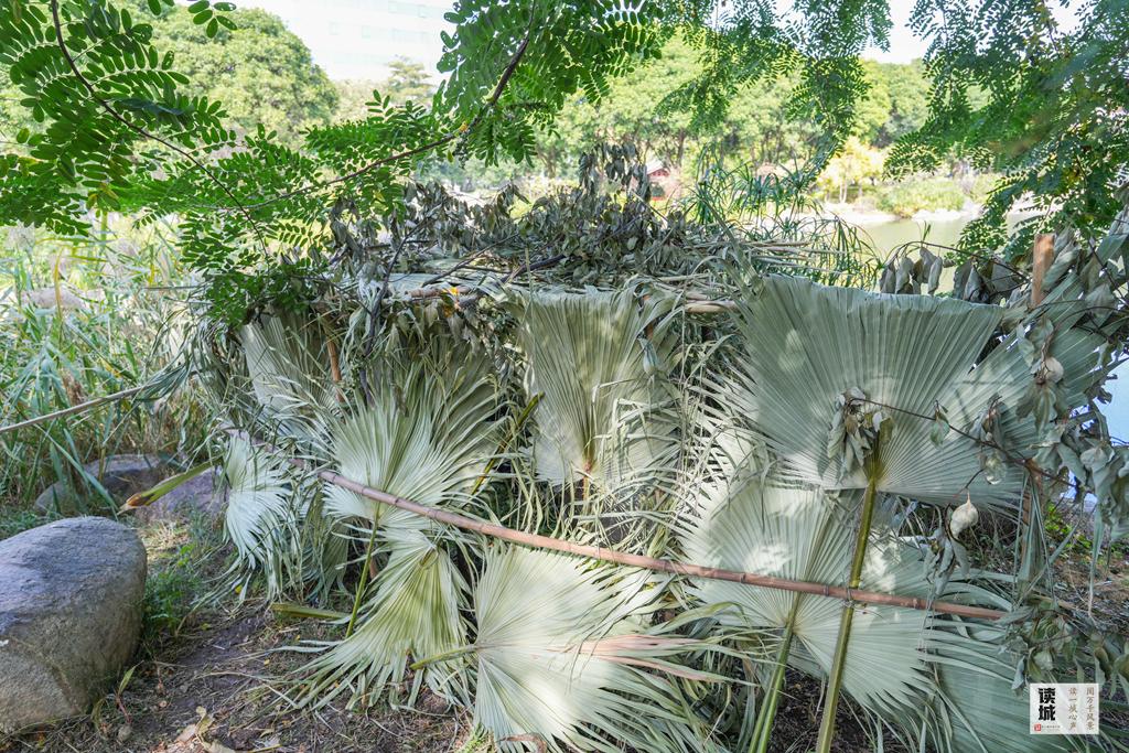 读城｜鹅鹅鹅！福州公园“顶流家族”又将