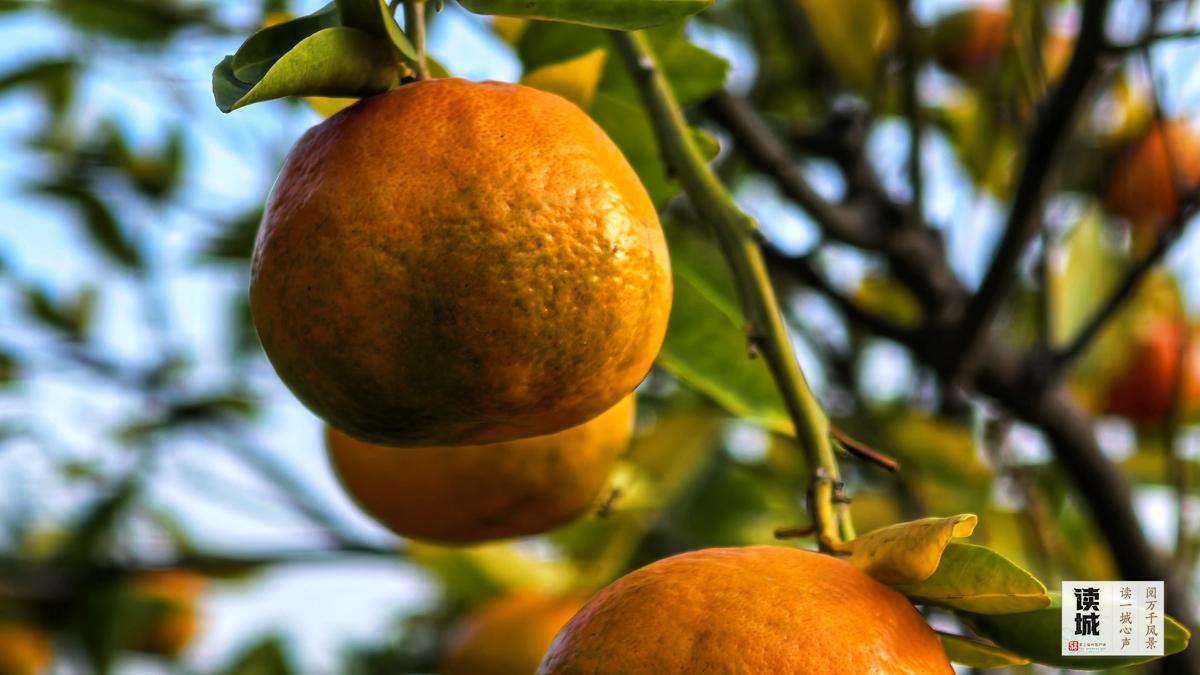 读城｜闽江两岸橘子红了，那是福州的冬日乡愁