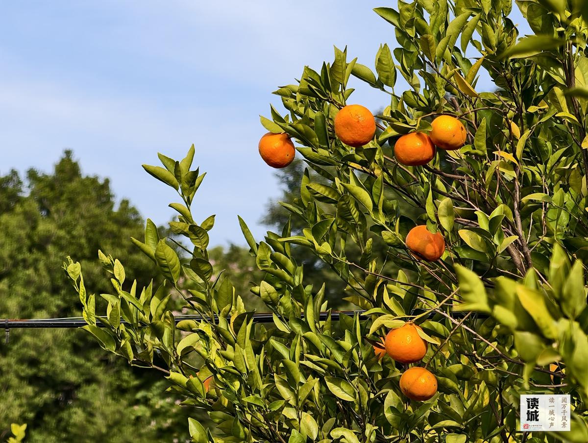 读城｜闽江两岸橘子红了，那是福州的冬日乡愁