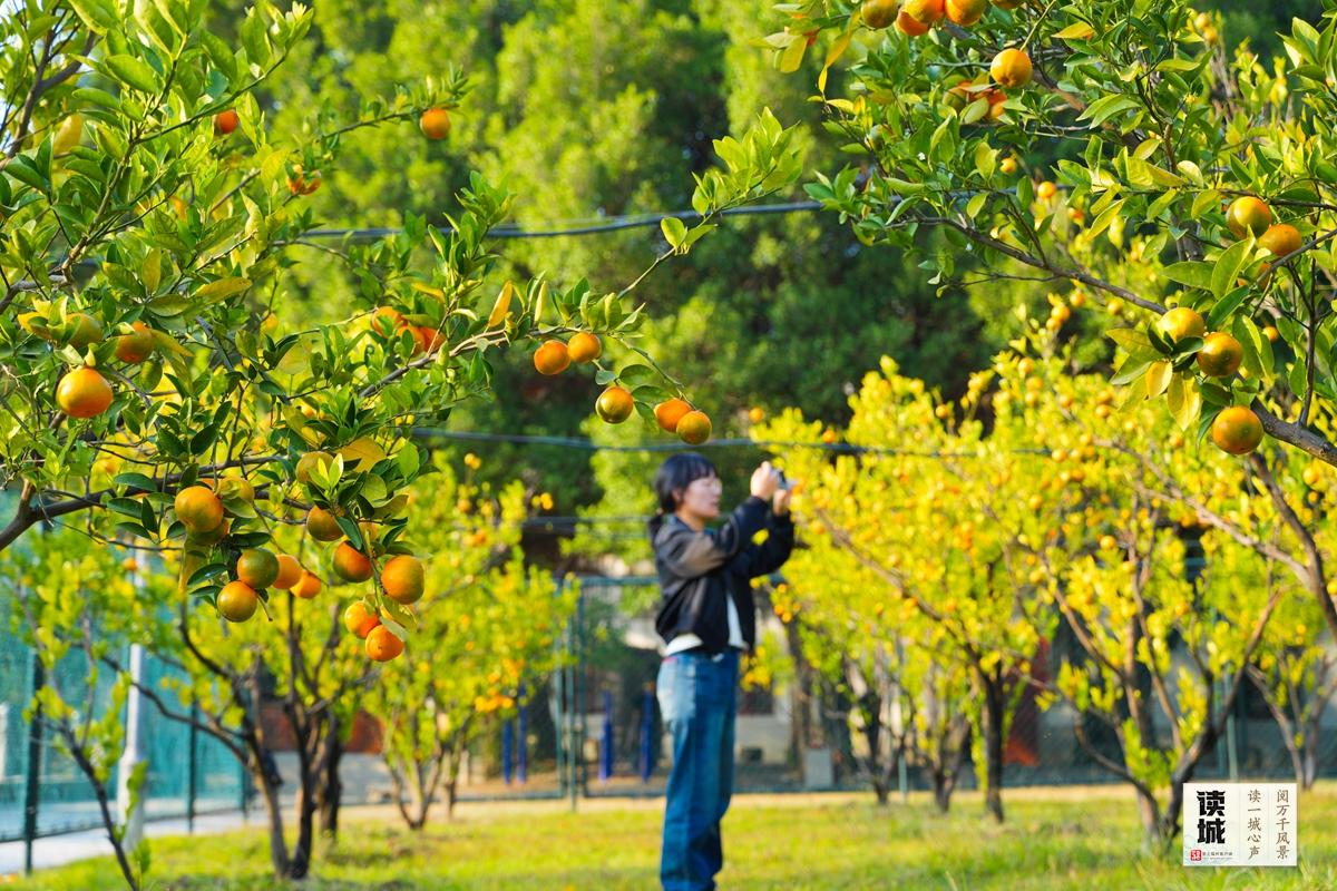 读城｜闽江两岸橘子红了，那是福州的冬日乡愁