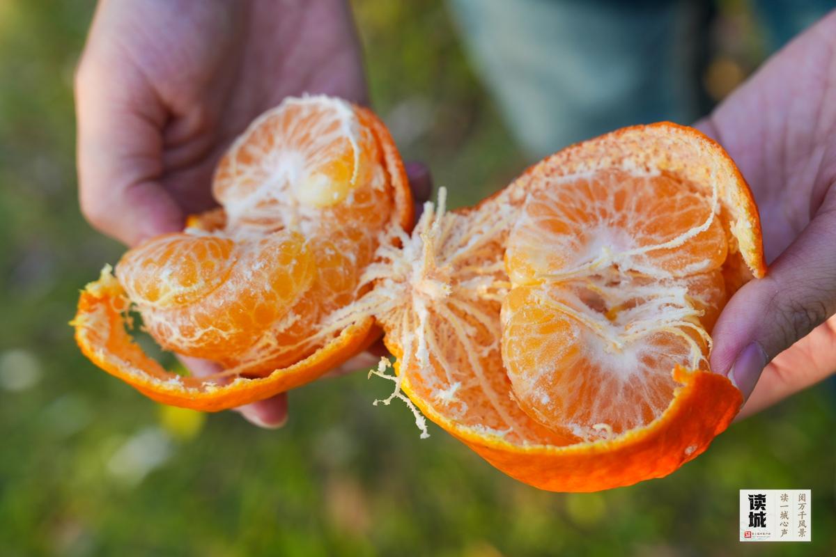 读城｜闽江两岸橘子红了，那是福州的冬日乡愁