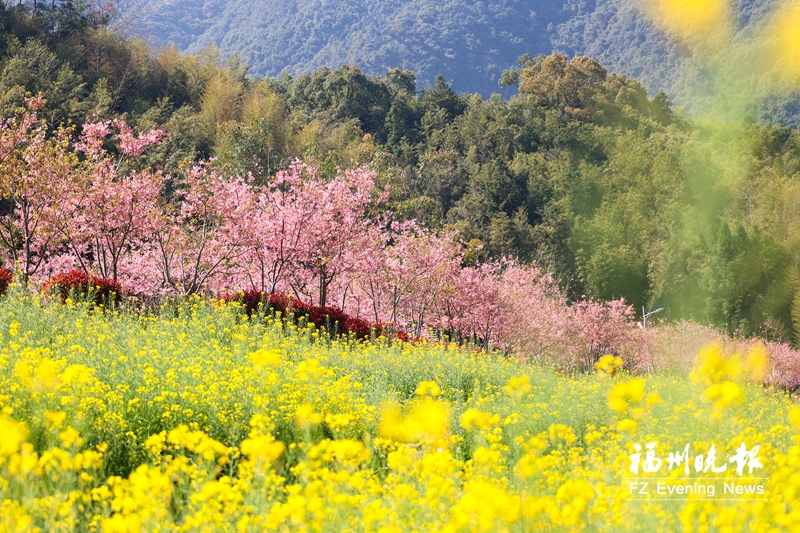 连江：“双色花海”很出片