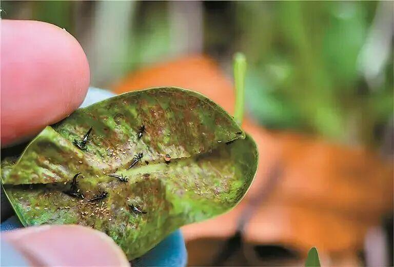 重要提醒！最近少穿黄色、绿色衣服出门！