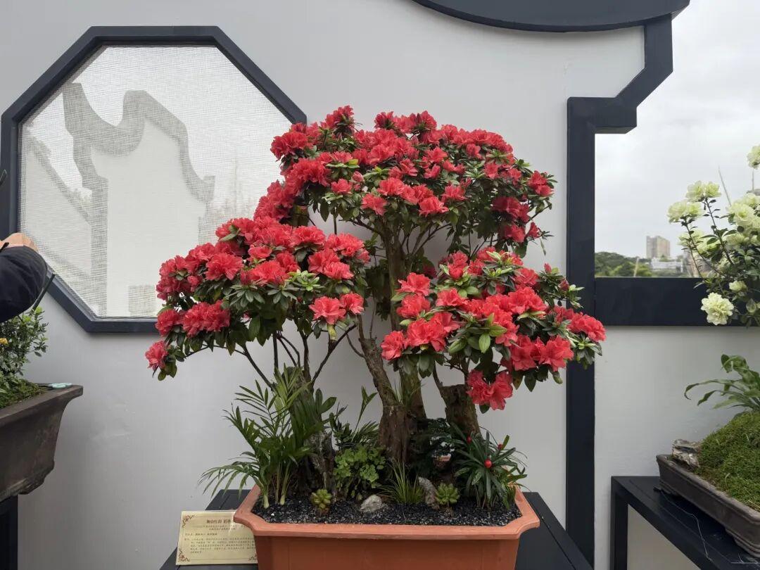 太美了！杜鹃花+木绣球同步盛放！就在晋安