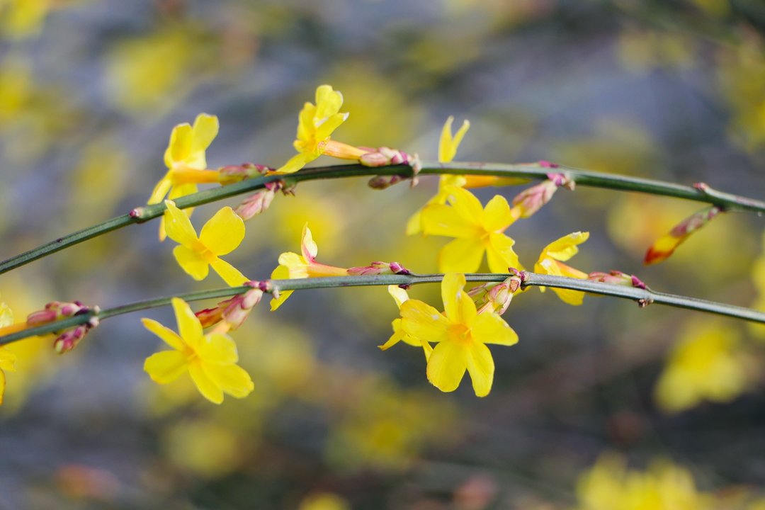 济南千佛山：乱花渐欲迷人眼
