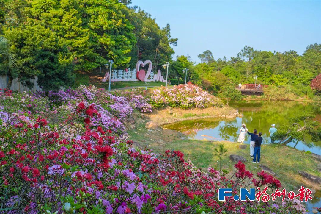 花期持续到五一!福州这里万株杜鹃盛放! 花期持续到五一!福州这里万株杜鹃盛放!