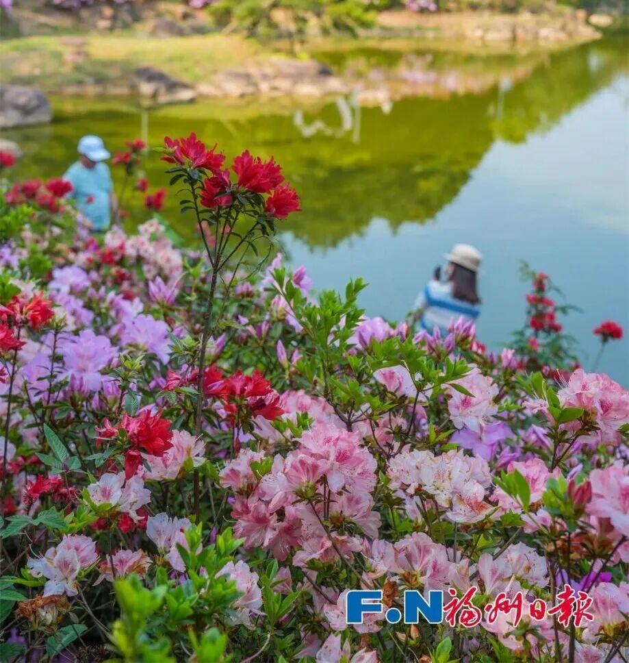 花期持续到五一!福州这里万株杜鹃盛放! 花期持续到五一!福州这里万株杜鹃盛放!