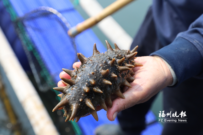 连江海参肥美出水 连江海参肥美出水