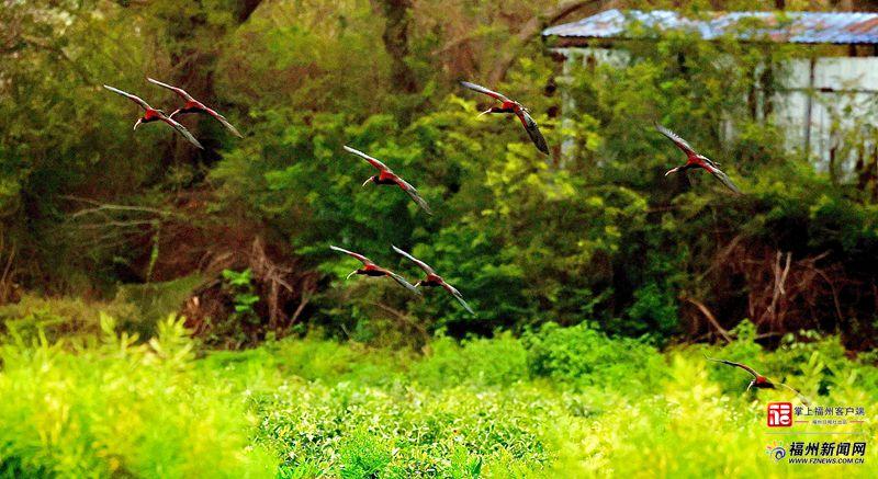 罕见！9只国家一级保护野生动物彩鹮现身连江