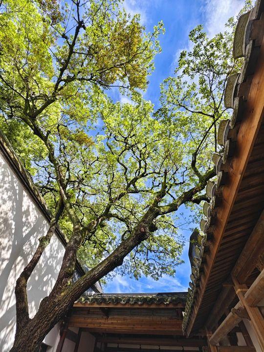 福州：三坊七巷 流苏花开