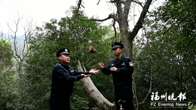 福建森林公安放飞国家二级重点保护野生动物 两只画眉鸟重返山林