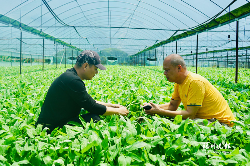 闽侯竹岐三叉空心菜迎丰收 口感清甜爽脆别具风味