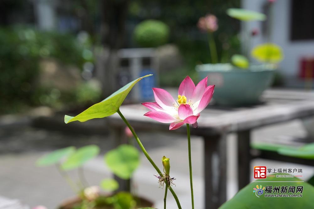 茶亭公园荷花展30日开幕
