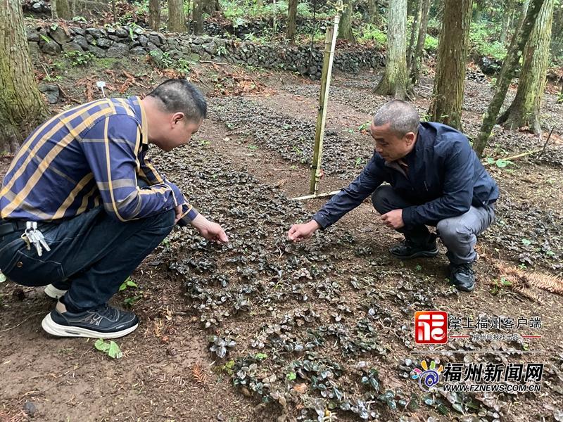 林下生“金”！​福州国有林场探索林下经济发展新路径